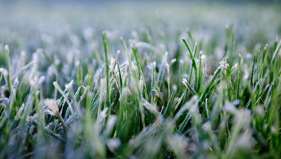 Is Your Lawn and Landscape Ready for Winter? Post Thumbnail