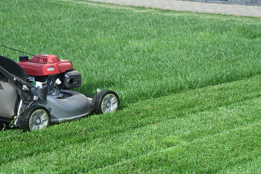 Keeping Your Lawn Mowed Makes it Healthier Post Thumbnail